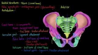 Skeletal Structures The Pelvis [upl. by Ahsena]