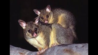 Common Brushtail Possum  Kitchen Raider from Australia [upl. by Poppas]