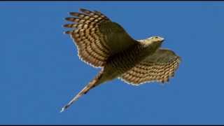 Sparrowhawk Bird Call Bird Song [upl. by Emmery]