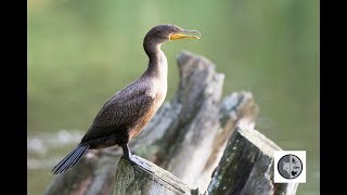 Cri du cormoran à aigrettesCall of the Doublecrested Cormorant [upl. by Balbinder]