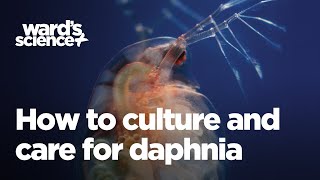 Caring and Culturing for Daphnia [upl. by Baugh]