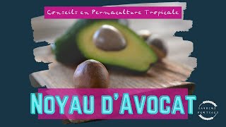 Quoi faire avec des noyaux davocat [upl. by Eednarb]