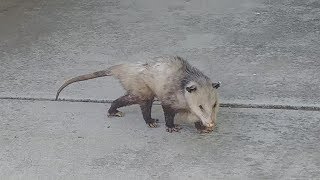 Possum Playing Dead [upl. by Jarrett]