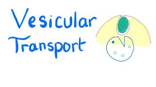 Vesicular Transport  Endocytosis and Exocytosis  Cell Physiology [upl. by Eesdnil753]