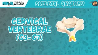 Cervical Nerve Anatomy Animation [upl. by Skye]