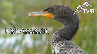 The Double Crested Cormorant Ultimate Fish Assassin [upl. by Negaem880]