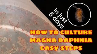 How to Culture Magna Daphnia Easily [upl. by Wack]