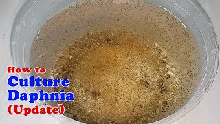 How to Culture Daphnia Update with ZERO Cost  Unlimited Live Food for Our Fish [upl. by Cad707]