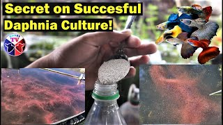 How to Culture Daphnia Successfully [upl. by Jobyna]