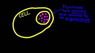 14 Exocytosis and Endocytosis [upl. by Susi841]