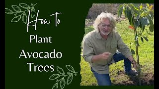 How to Plant Avocado Trees [upl. by Notnad]