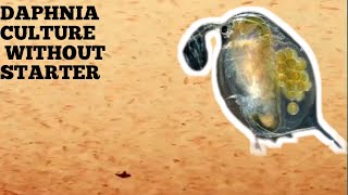 HOW TO CULTURE DAPHNIA NATURALLY WITHOUT A STARTER [upl. by Bottali551]