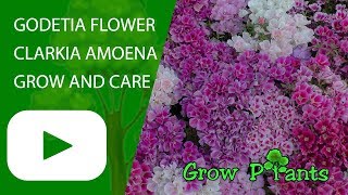 Godetia flower  grow and care Clarkia amoena [upl. by Abbub]