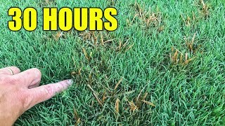 How to Kill Nutsedge in Lawn [upl. by Eciryt]