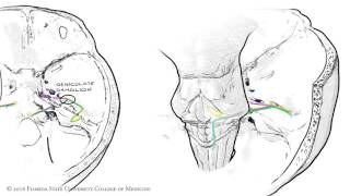 Spinal Cord and Nerves Model Anatomy [upl. by Veda]