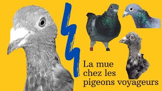 La mue chez les pigeons voyageurs [upl. by Htenaj]