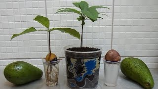 HOW TO GROW AVOCADO TREE FROM SEED [upl. by Mitchael]