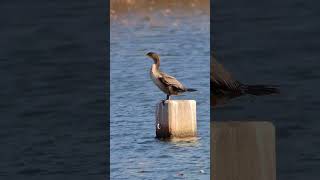 DoubleCrested Cormorant [upl. by Eppesuig]