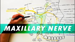 2Minute Neuroscience Trigeminal Nerve Cranial Nerve V [upl. by Gracye]