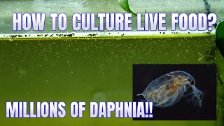 How to Culture Daphnia Secret Method to Breed MILLIONS  Simply Aquatic [upl. by Broadbent]