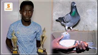 Pigeons voyageurs  A la découverte du champion de colombophilie Abdou Karim Thiam Senego Tv [upl. by Jude]