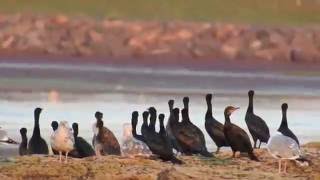 Doublecrested cormorant [upl. by Ailssa]