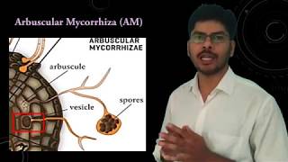 Plant Fungus interaction in Mycorrhizae [upl. by Mcleroy98]