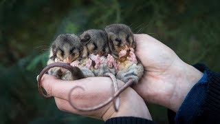 Mountain Pygmypossums are waking up [upl. by Staci766]