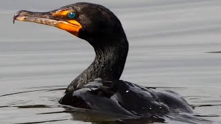 Cormorant diving eating fish fighting flying  Double crested [upl. by Emogene]