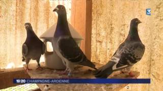 Découverte de la colombophilie à Margut dans les Ardennes [upl. by Ruff117]