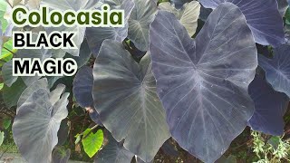 Colocasia Black Magic [upl. by Riorsson]