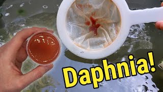 How I Culture Daphnia In Outdoor Tubs [upl. by Areek]