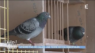 ANIMAUX  Le NordPasdeCalais une terre de colombophiles [upl. by Sylram]