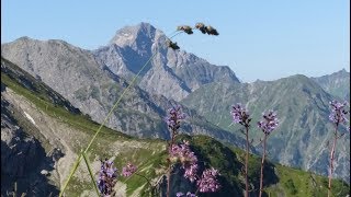 Kleinwalsertal Wanderung Fiderepasshuette [upl. by Sion]