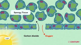 Gas Exchange in Plants  Biology  Secondary [upl. by Trini]