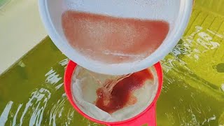 How to culture daphnia  Daphnia culture  How to grow daphnia outdoor [upl. by Krock]