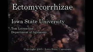 Ectomycorrhizae [upl. by Ahsienauq]