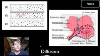 Transport Across Cell Membranes [upl. by Annaej]