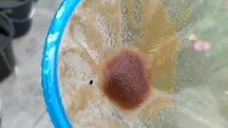 How to culture daphnia moina in a small container Part 1 English Subtitle [upl. by Bob519]