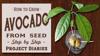 How to Grow Your Own Avocados [upl. by Larry903]