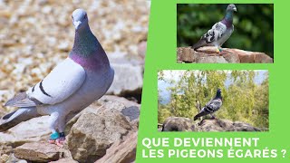 Que deviennent les pigeons égarés [upl. by Kobi]