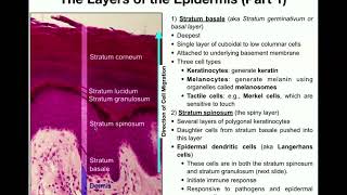 The Integumentary System  The Epidermis [upl. by Alroi]