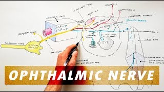 The Facial Nerve CNVII Animated Review [upl. by Yahsel]