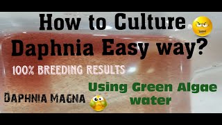 Daphnia MagnaHow to Culture Daphnia Easy wayCulturing Daphnia using Green water Daphnia [upl. by Zarah]