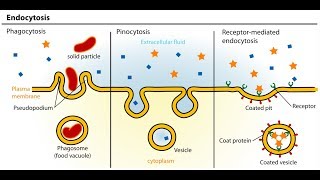 Endocytosis And Exocytosis Animation  Full HD 1080p [upl. by Annod976]