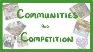 GCSE Biology  Interdependence  Community and Competition 84 [upl. by Ijuy]