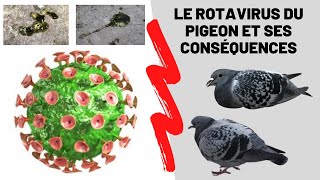 Le rotavirus du pigeon et ses conséquences [upl. by Leaper]