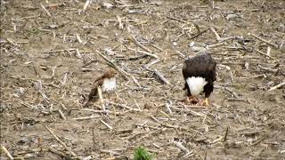 Bald Eagle VS Redtailed Hawk [upl. by Casar]