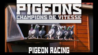 Le monde de la colombophilie  The world of pigeon racing  english subtitles [upl. by Pacificas]