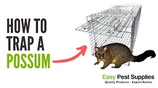 How To Trap a Possum [upl. by Assirem990]